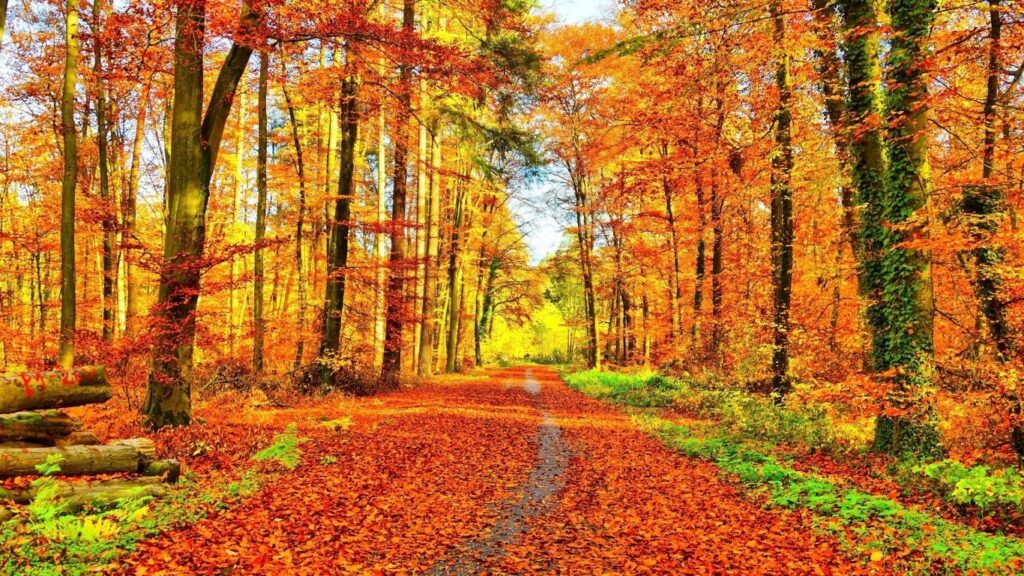 秋の短歌 紅葉