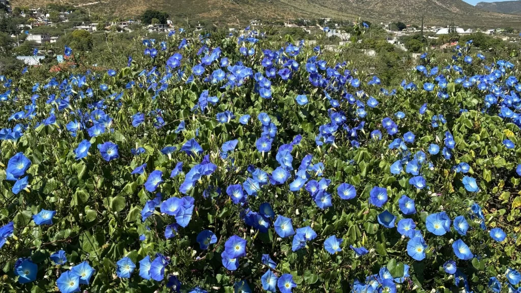 花の短歌 朝顔