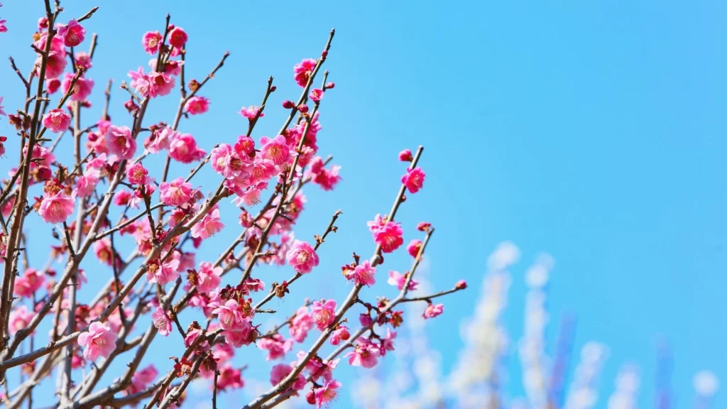 花の短歌 梅