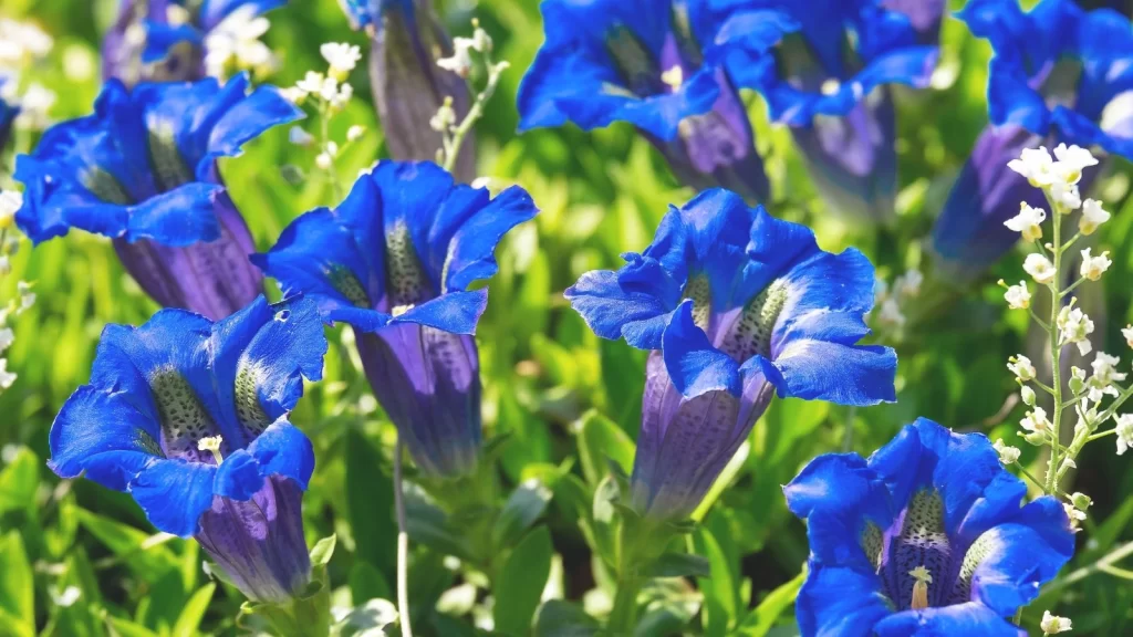 花の短歌 竜胆