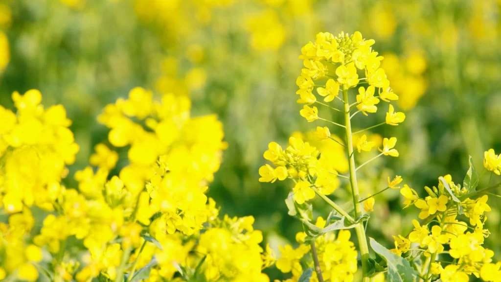 花の短歌 菜の花