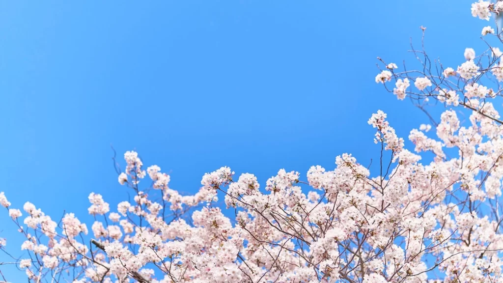 花の短歌 桜