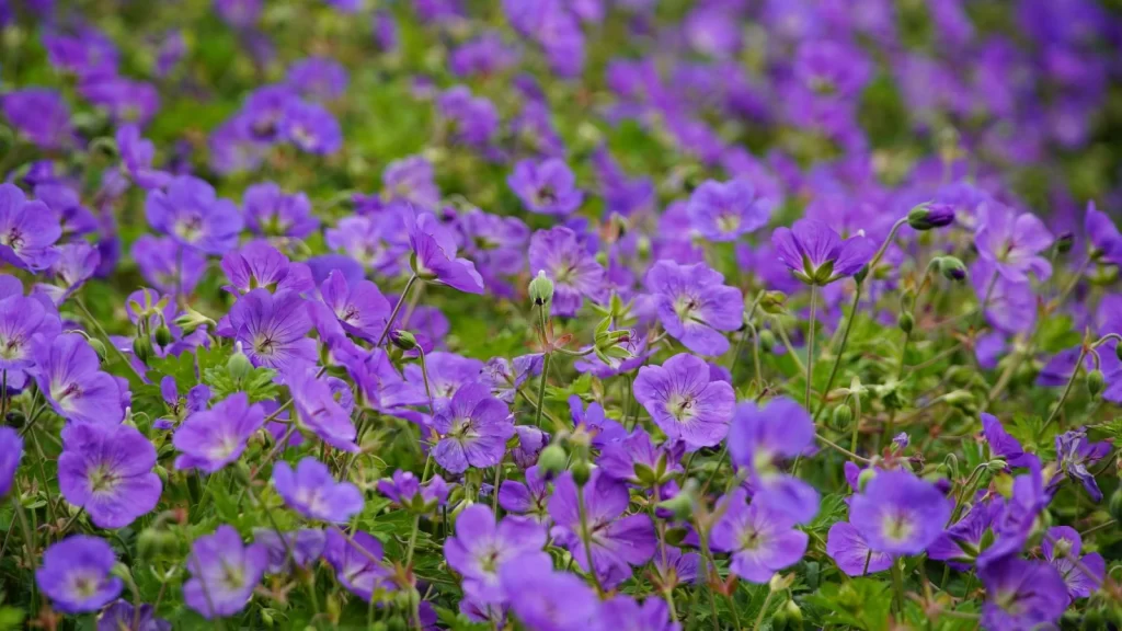 花の短歌 すみれ