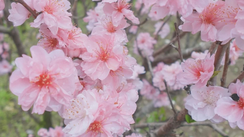 花の短歌 桃