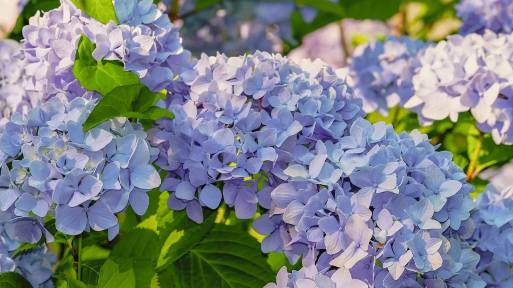 花の短歌 紫陽花